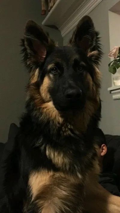 German Shepard 