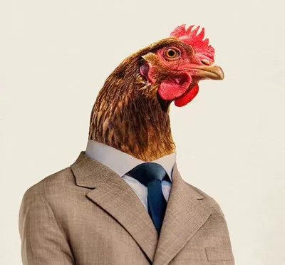 A random chicken ❤