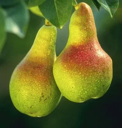 A-Pear-ant Changes
