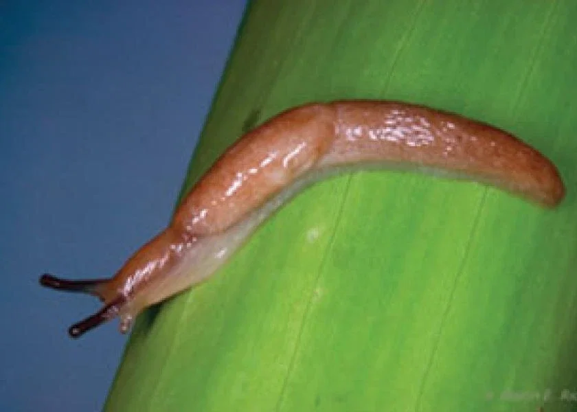 Sluggish Mutation (Slug TF)
