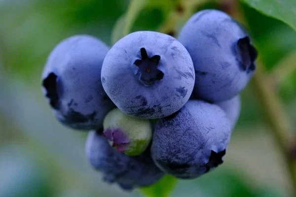 Blueberried