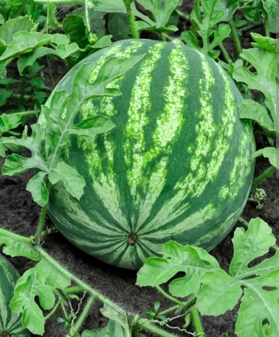 Seedy Situation (Watermelon TF)