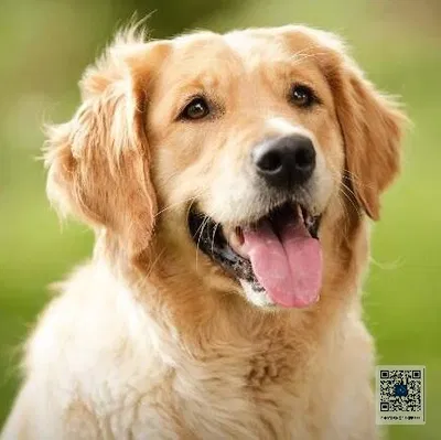 Butch: A Dog!