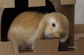 bunny bunny bunny bunny bunny bunny bunny bunny bunny bunny bunny bunny bunny bunny bunny bunny bunny bunny