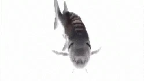 Fih