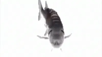 Fih