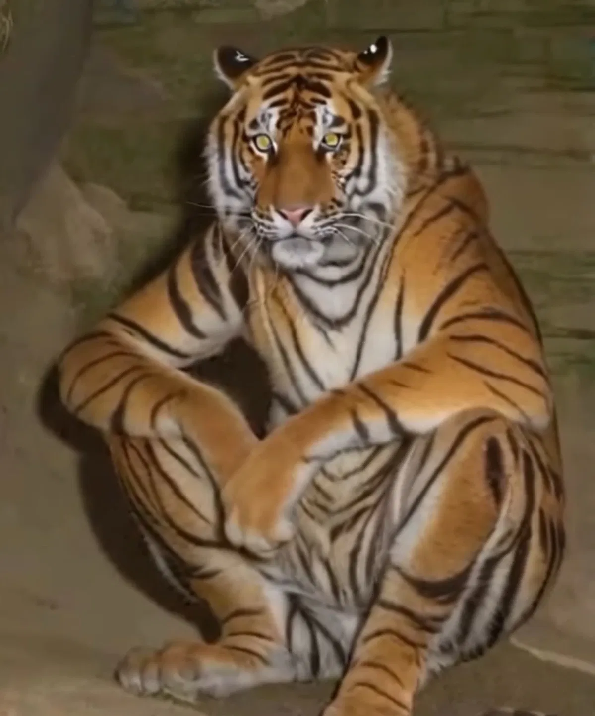 Tiger Skinwalker