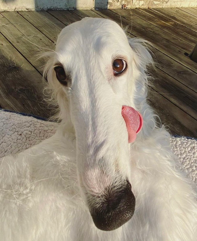 BORZOI