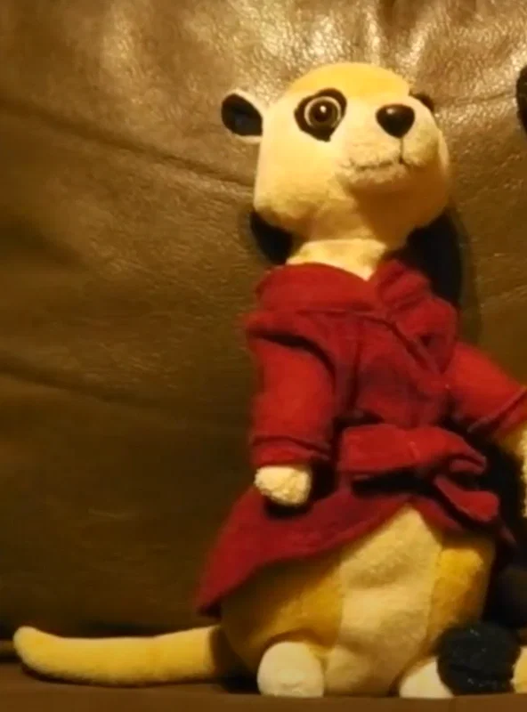 Number 1 Meerkat