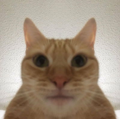 goofy ahh cat