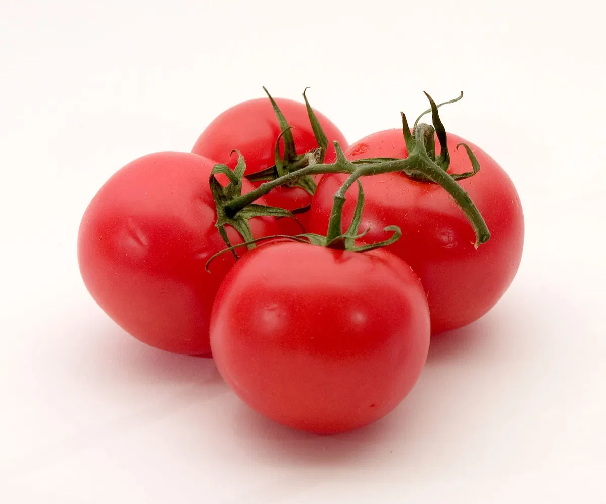 Lycopersicum Solanum ( tomato gijinka )
