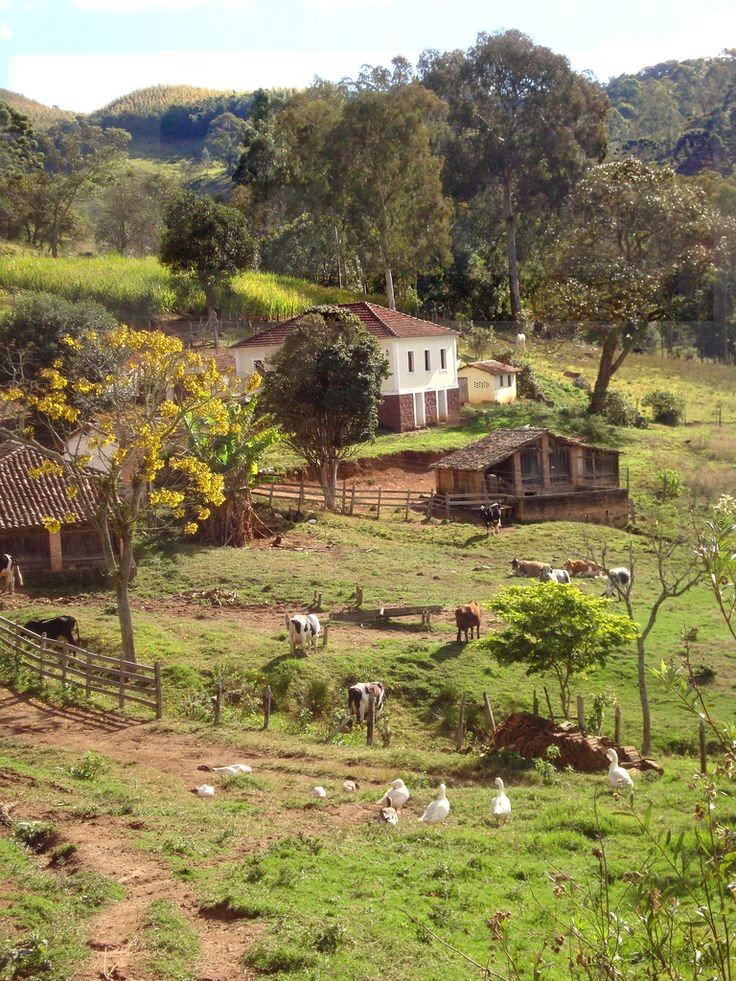 Cow farm 