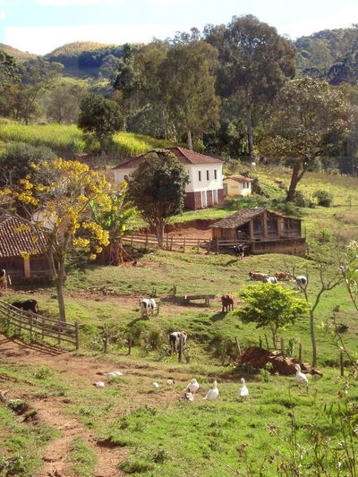 Cow farm 