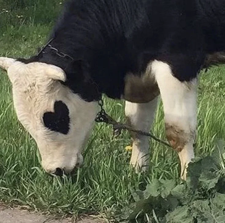 。⁠:゚Dottie Ironwood ⁠◠⁠‿⁠◕