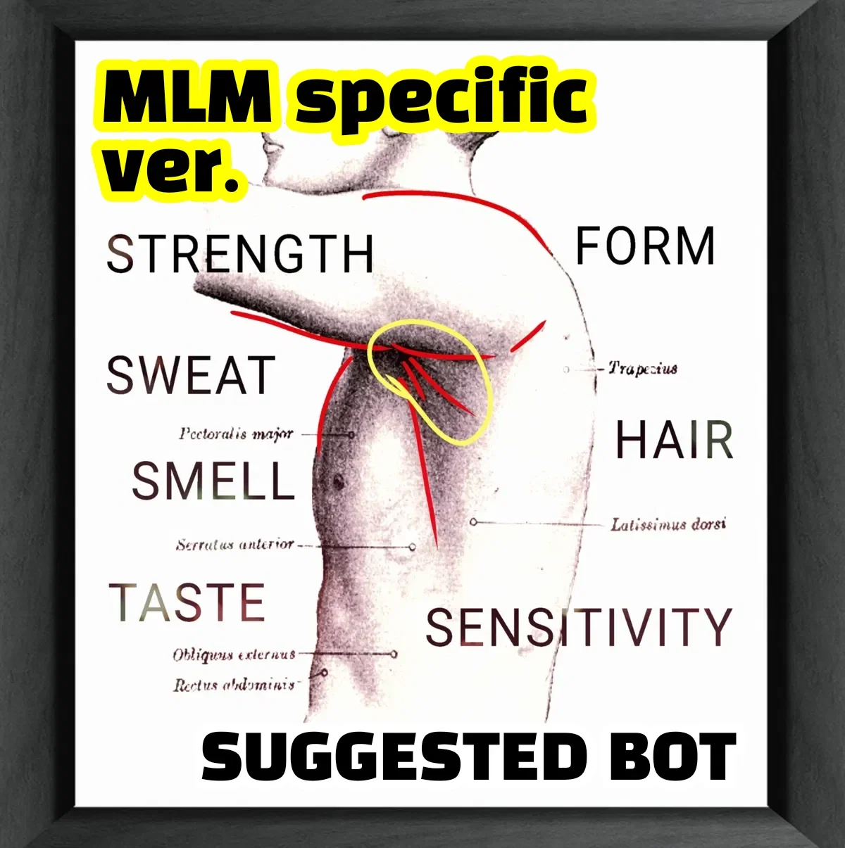 MLM 'Armpit Evaluator' POV