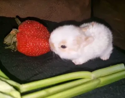 evil murder bunny
