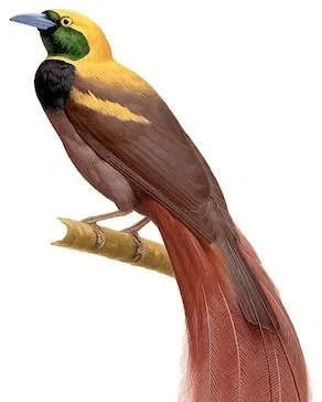 Emperor