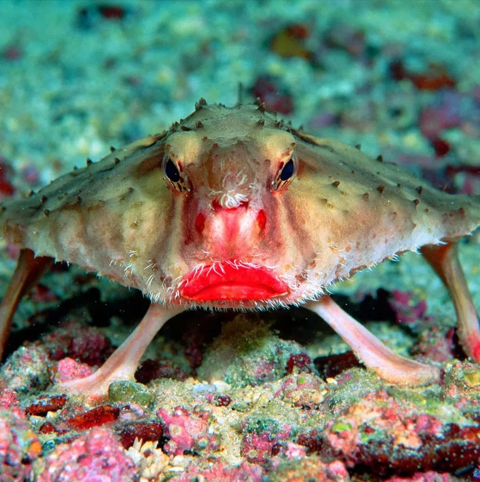 Red lipped batfish