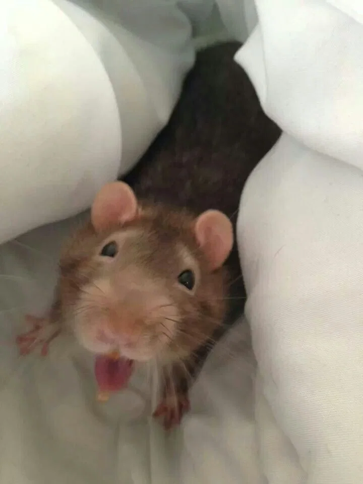 MUEHEHHEHE