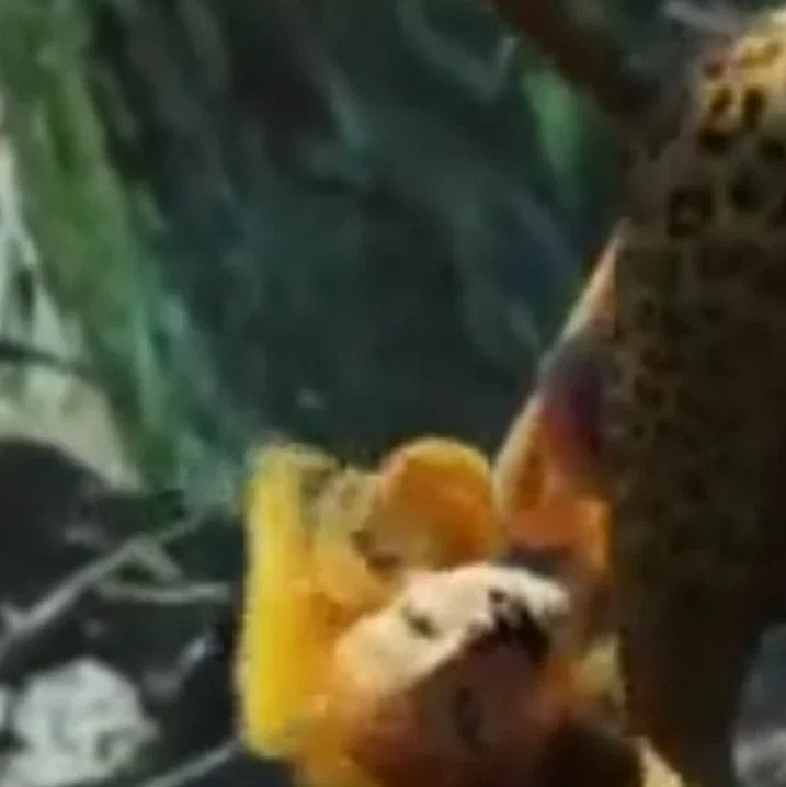 Cheetah