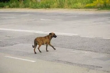 Dog life RPG