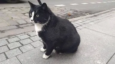 Cat life RPG