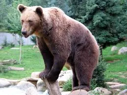 Bear
