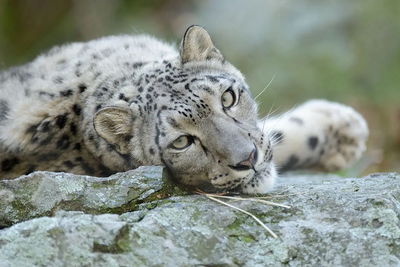 Snow leopard