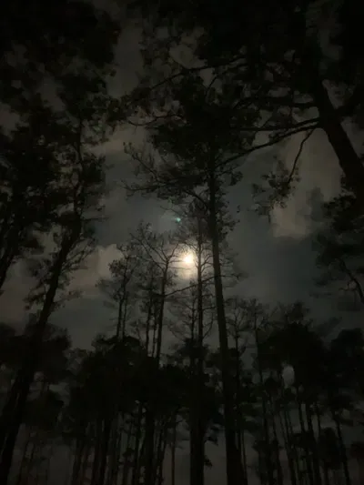 A-are those wolves?!-