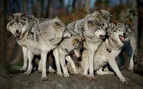 ~A Wolf Pack~