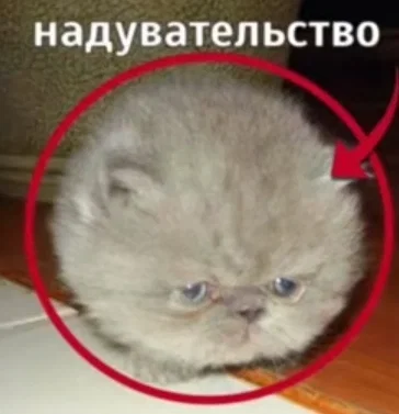 SPECIAL BOT