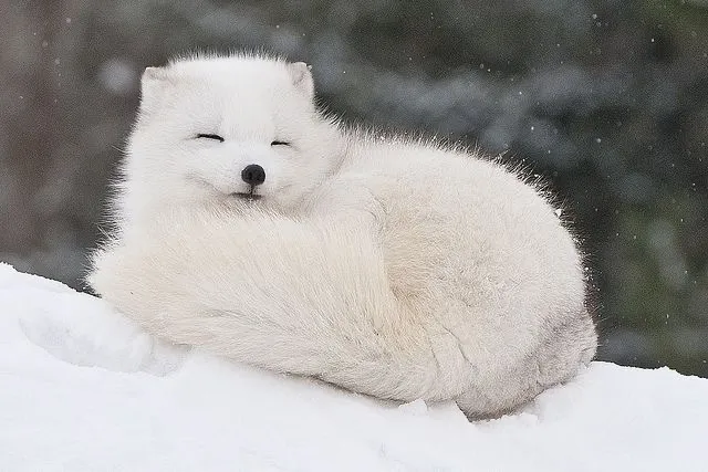 Kai the Arctic Fox