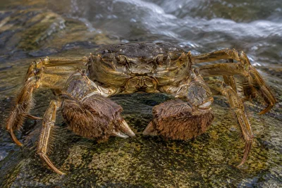Crab