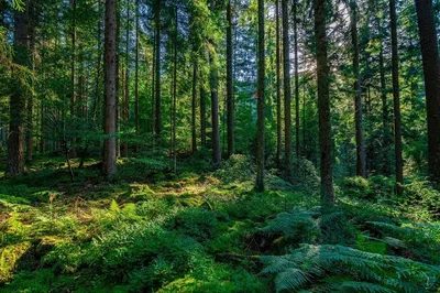 Idyllic Forest