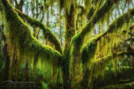 Dryads || Lost in the forest POV