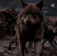 Jacob Black