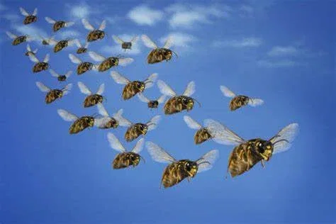 O sou e a lua and his gang