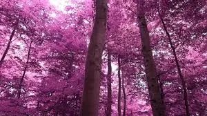 Forest Of Lust (RPG)