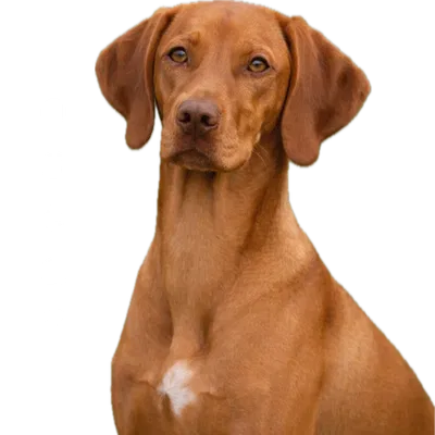 🐶 oscar » he grew up » be nice 🐶