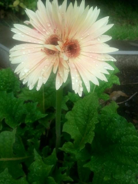 Talking flowers 