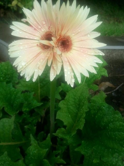 Talking flowers 