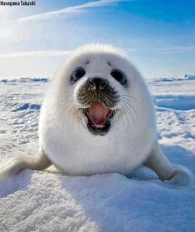 Hello
