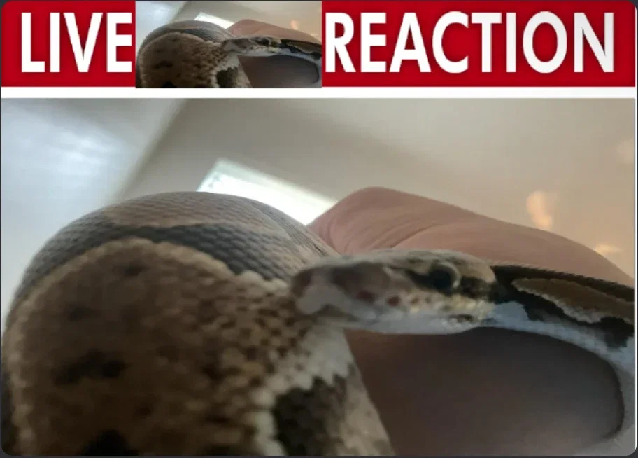 Snake hehe