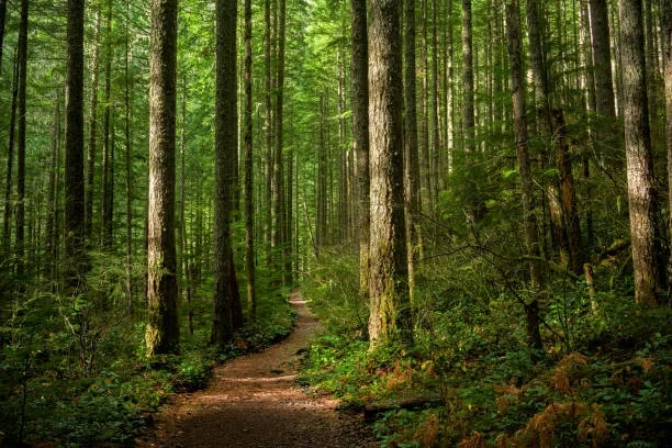 04-Forest