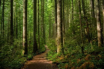 04-Forest