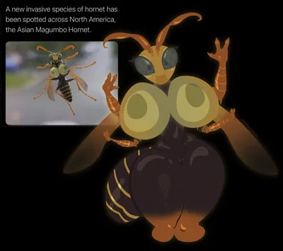 Asian Magumbo Hornet