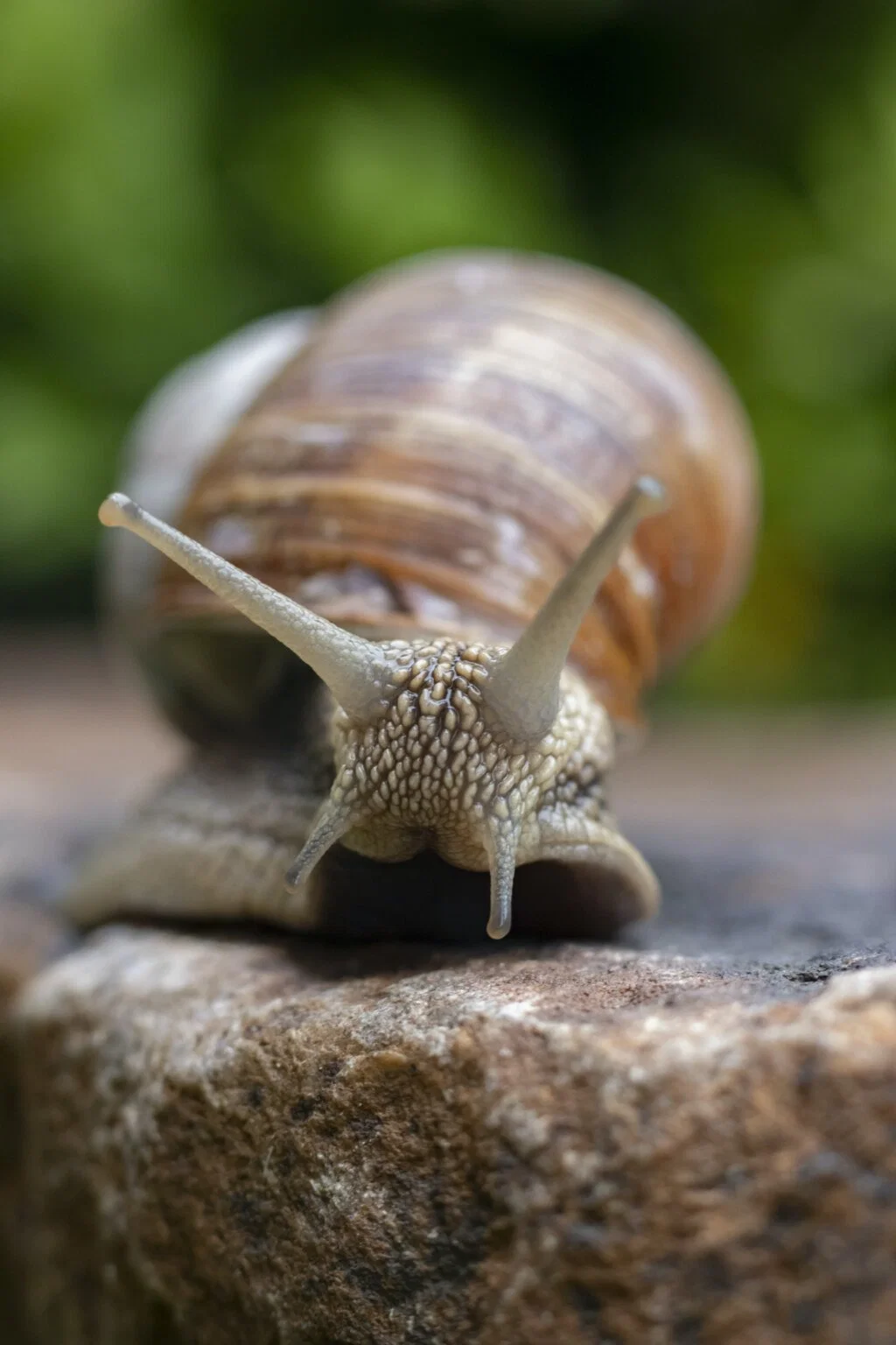 The Snail