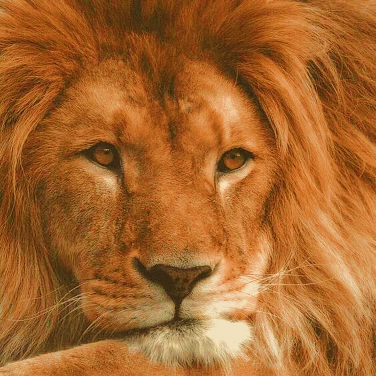 Aslan || True king of Narnia || NARNIA