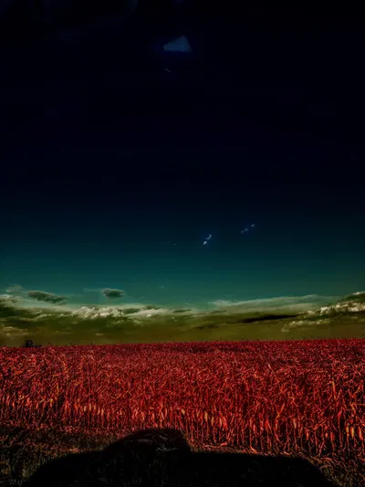 The Flesh Fields (V2)