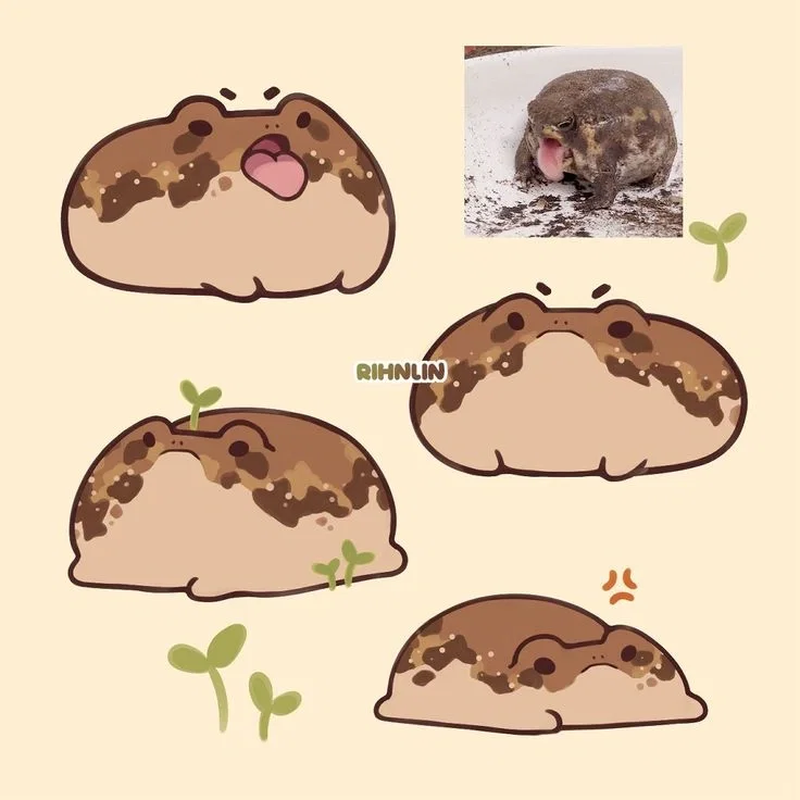 Rain Frog